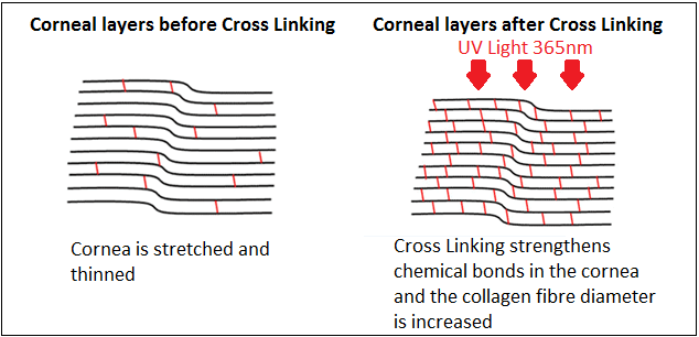 Collagen Cross Linking Effect
