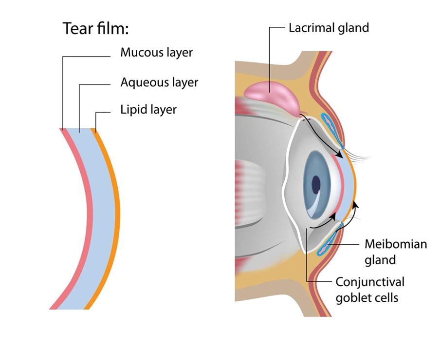 Understanding the Tear Film and Eye Lubrication
